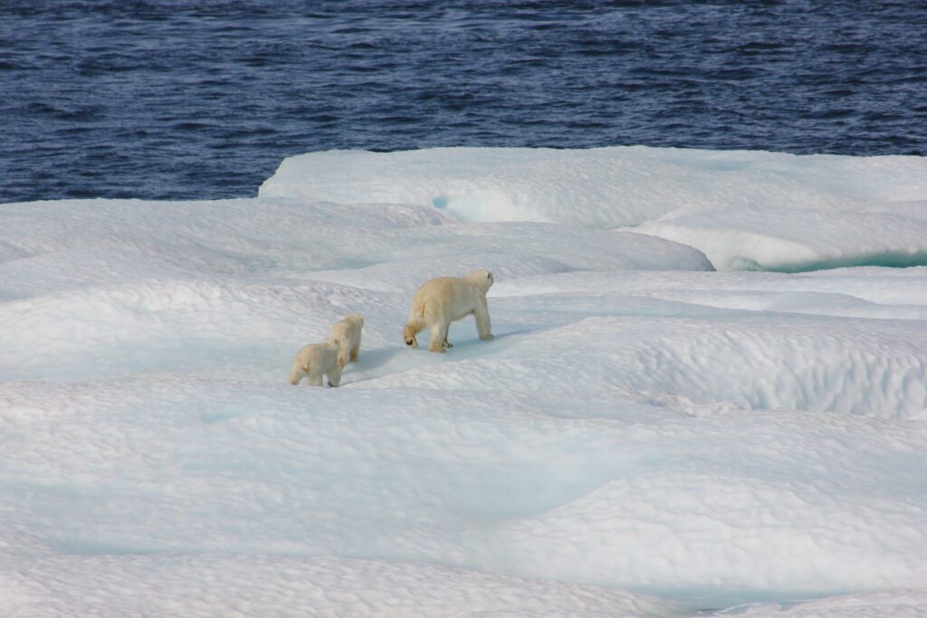 A polar bear and her cubs crossing the ice.